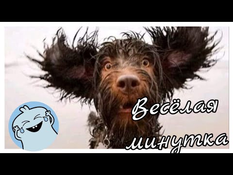Shorts 😁Веселая минутка. Смешное видео#3