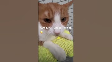 毎日のお手入れは外が好き😊#cat #ねこすたぐらむ #ねこ #ねこ動画 #猫のいる暮らし #猫のいる生活 #猫 #猫好きさんと繋がりたい #猫動画 ＃猫#猫好き #shorts