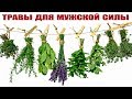 ТРАВЫ, Которые Подымают Мужское Здоровье на новый уровень!