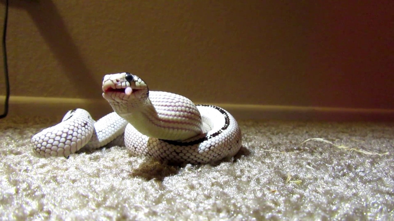 King Snake's fist hopper mouse(Stationary floor view, timelapsed) YouTube