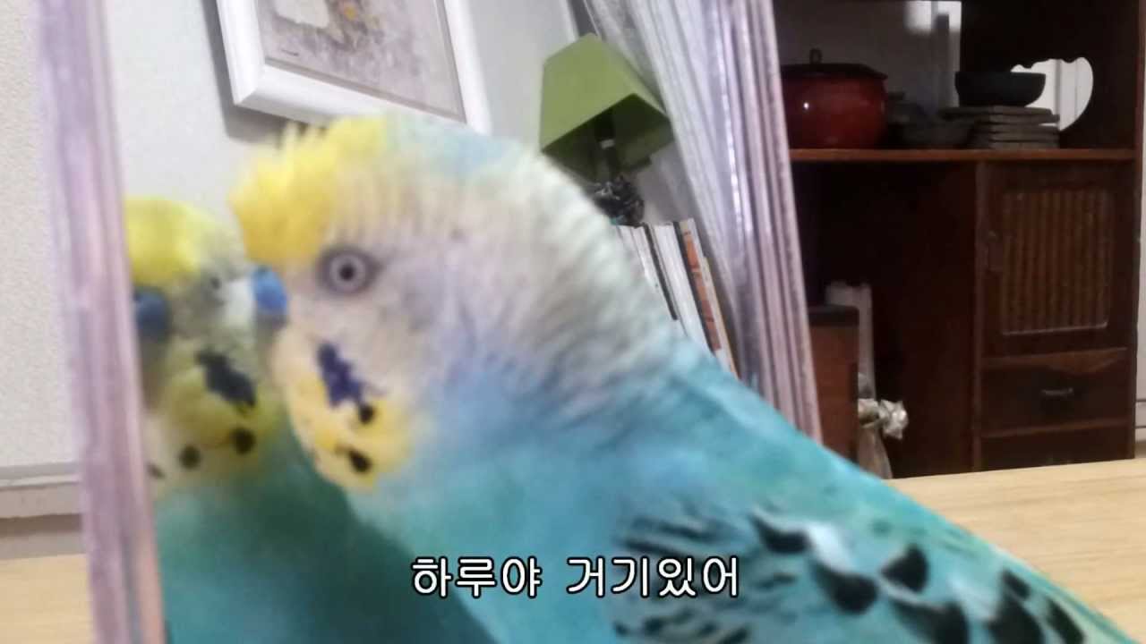 Talking Parrot 말하는 사랑앵무(잉꼬) しゃべるセキセイインコ 19 - YouTube