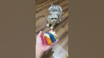 Cat and Balls 🌈🎈 Reverse Video #reverse #reversed #reversevideo #catreaction #marblerun