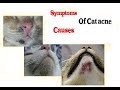 Symptoms ,causes Of Cat acne