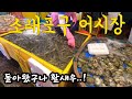 소래포구 재래 어시장 드디어 활새우 속초 오징어가 보이네요! 주말 최신 시세 공개! Korean fish market channel.