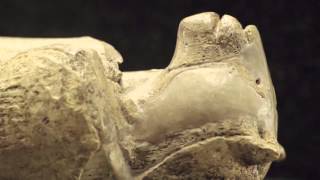 Der Löwenmensch Kommt Heim - The Lion Man Returns Home