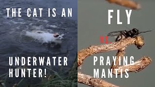 Amazing moments caught on camera l Cat underwater hunter l Fly vs. mantis