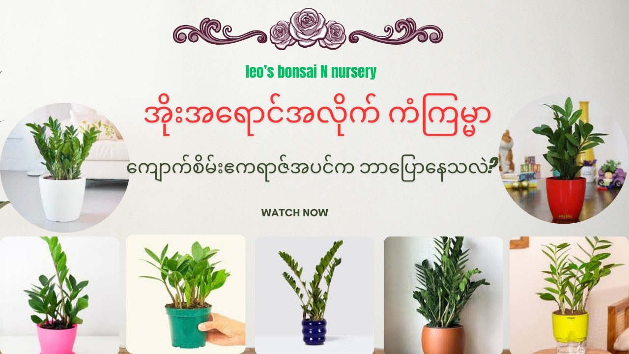 ကျောက်စိမ်းဧကရာဇ်ပင် အနီရောင်အိုးနဲ့စိုက်ရင် စီးပွားရေးတကယ်တိုးလား? ဖုန်းရွှေပညာရှင်တွေ ဘာပြောသလဲ?