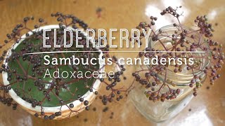 Meet Elderberry Immune Boosting Fruit Learn To Id U0026 Harvest This Prize Of A Shrub