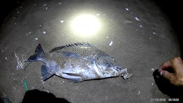 câu cá biển | câu cá hanh câu cá dồ bằng mồi xò cực hiệu quả