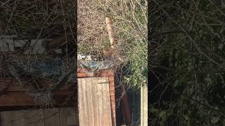 Foxes on Garden shed 🦊