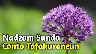 Nadzom Sunda | Conto Tafakuraneun