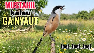 SUARA CENDET GACOR || TOET TOET biangnya bikin cendet jenis apapun langsung nyaut emosi ikutan bunyi