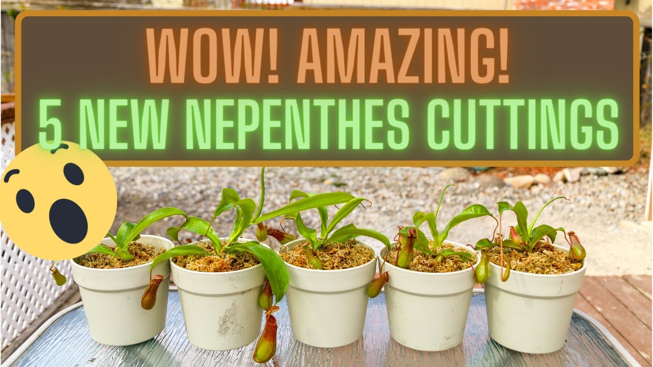 Separating & Repotting Nepenthes Ventrata Basal Shoot Cuttings