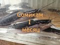 Клариевый сом 1 месяц от икры