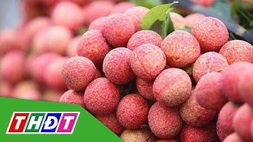 Vải thiều Lục Ngạn bội thu, xuất khẩu vượt kỳ vọng | THDT