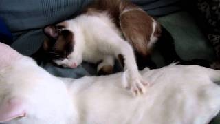 Back Massage Catstyle by discokatz 570 views 13 years ago 41 seconds