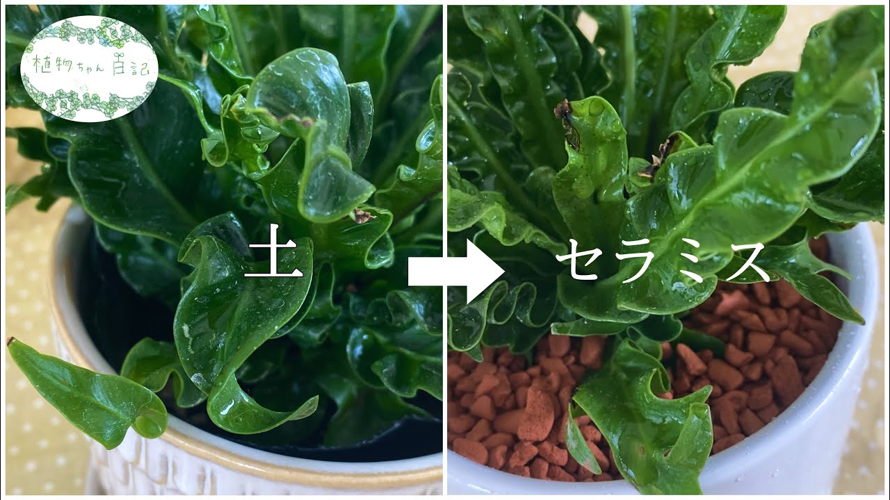 清潔で安心 アスプレニウムを土からセラミスに植え替えてみる Youtube