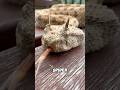 Spider tailed Horned Viper?🕷️🐍😨