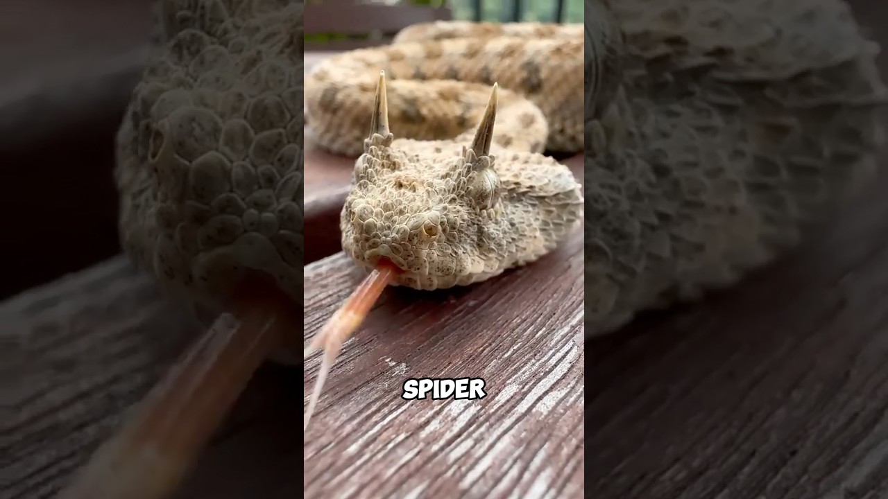 Spider tailed Horned Viper?🕷️🐍😨