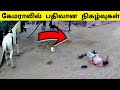 கேமராவில் பதிவான நிகழ்வுகள்  / Amazing Animals / Tamil Display