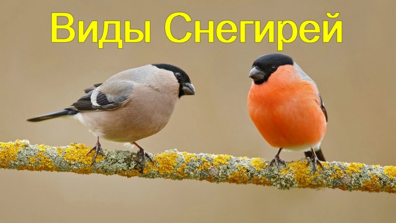 Виды Снегирей