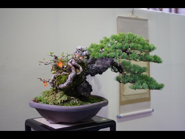 Bonsai Styles Fukinagashi