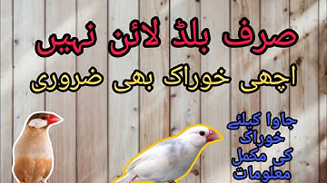 JAVA Sparrow || What Java Birds has to Feed...#fawnjava #whitejava #java