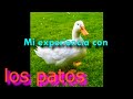 Mí experiencia con los patos de grandes.