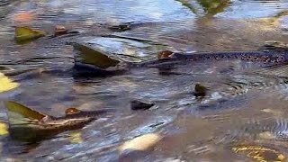 *DANISH SEA TROUT SPAWNING* In Nature Environment (Autumn 2015) - Havørred Gyder I Åen *DANISH SEA TROUT SPAWNING* In Nature Environment (Autumn 2015) - Havørred Gyder I Åen