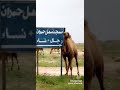 الالالال ال الا