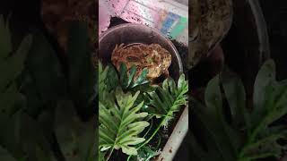 Celebrity Frog toad lizards live feeding! Profile