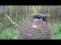 Lódz, PL 2023_05_17 Black Stork - das 4.  Küken schlüpft - Brutwechsel -Fütterung