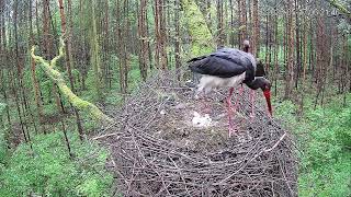 Lódz, PL 2023_05_17 Black Stork - das 4.  Küken schlüpft - Brutwechsel -Fütterung