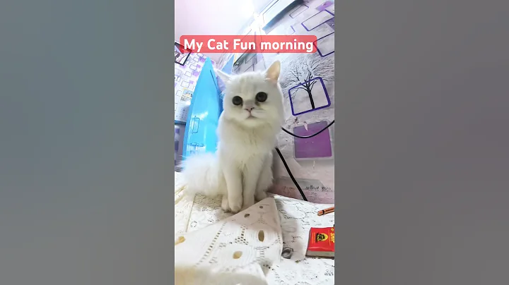 Video 11890621: white persian cat, fluffy cat, cute feline, funny cat, cat lovers, pets