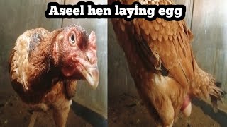 Aseel Hen Laying Egg Aande Dene Wali Aseel Murgi Chicken Laying Egg