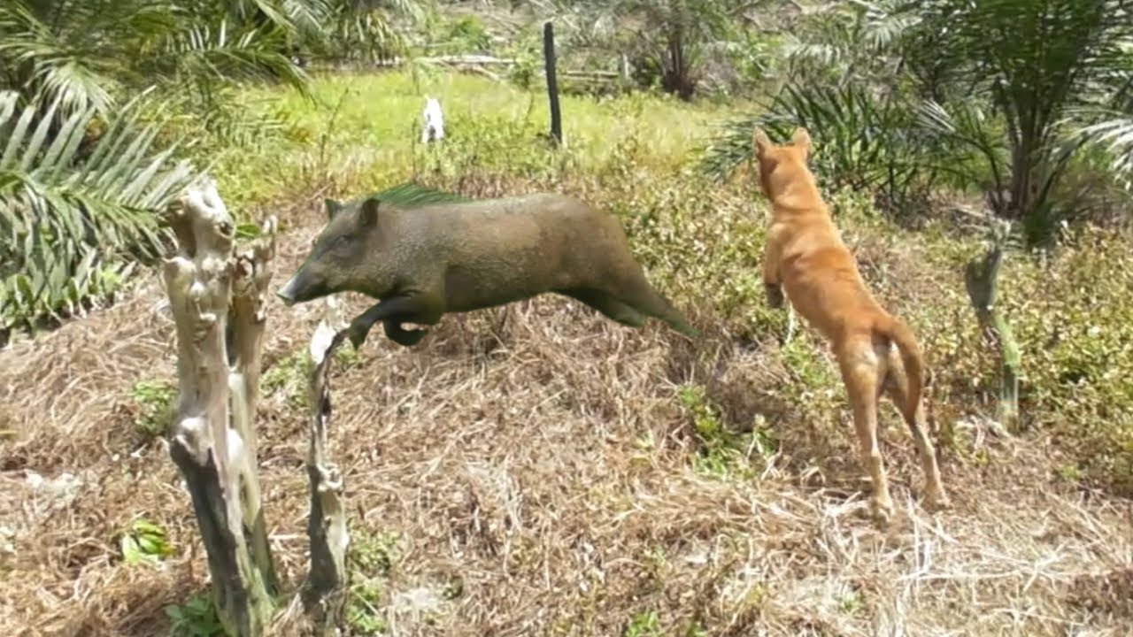 MENEGANGKAN ⁉️ BEBERAPA KALI DI TEROBOS GEROMBOLAN  BABI HUTAN || BURUAN AMPERA UNIANG