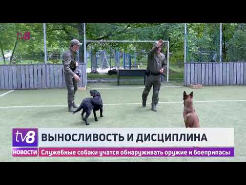 Видео: Что такое четвероногие упражнения?