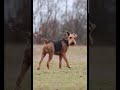 conoce sobre el increíble "airedale terrier"