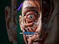 The Human Eye Explained in 3D | How Vision Really Works Inside Your Body Cinematic Anatomy Breakdown
