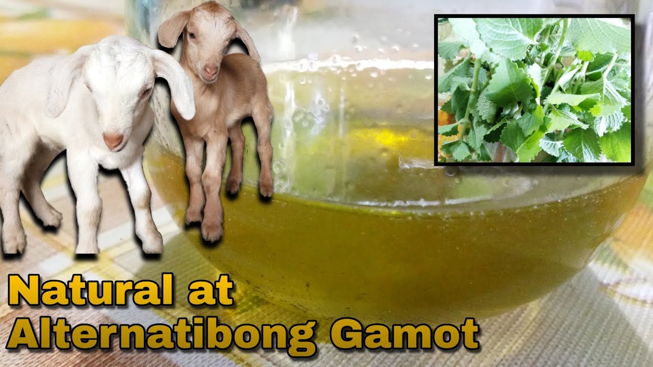 GOAT SERIES 16 Paano Gumawa ng Oil of Oregano Bilang Gamot sa Ating