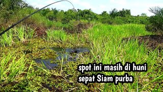 Oh my God,,!! It turns out this spot is still inhabited by ancient sepat, fishing for Siamese sep...