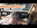 #volgCoCo deel 1- puppy ophalen - puppy eerste nacht - pup in huis de eerste dagen - Cane Corso