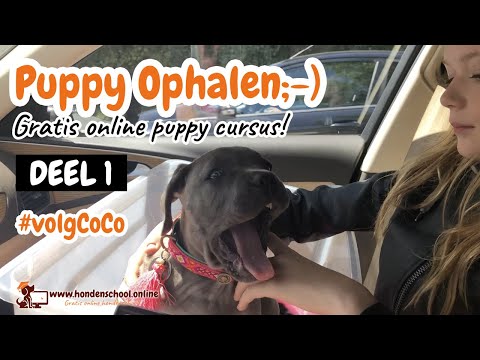 Video: Hoe Om 'n Hond Te Speen Van Die Merk