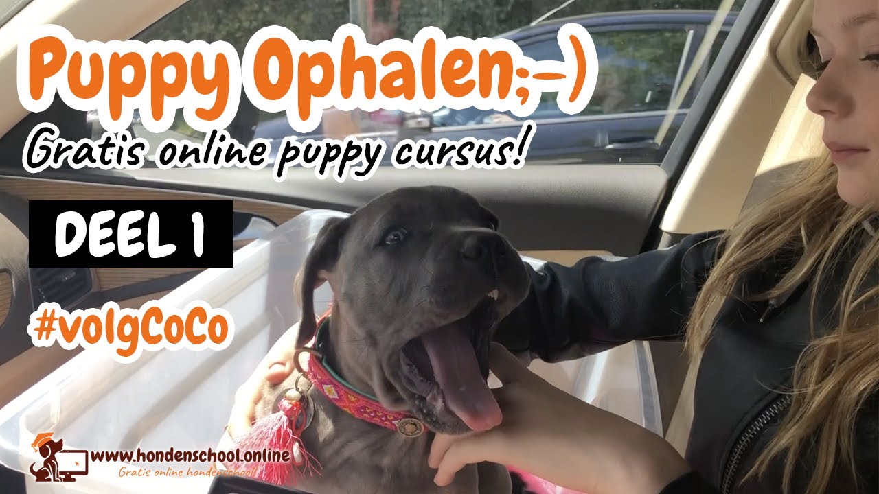 volgCoCo deel 1 puppy ophalen puppy eerste nacht pup in