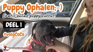 #volgCoCo deel 1- puppy ophalen - puppy eerste nacht - pup in huis de eerste dagen - Cane Corso