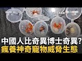 中國異寵風潮