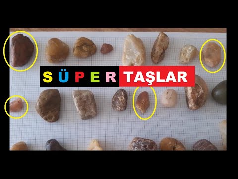 Video: Lithops Inanılmaz 