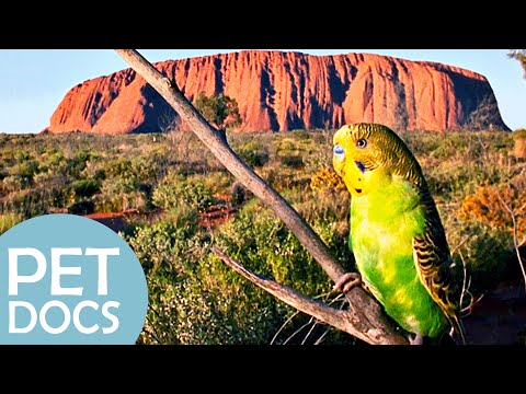 Budgerigars and Their Australian Paradise | My Animal Friends | Pet Docs