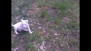 Bull Terrier 2 Luni Raisa 3