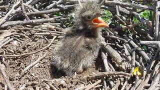 Ninhos e filhotes de aves da caatinga